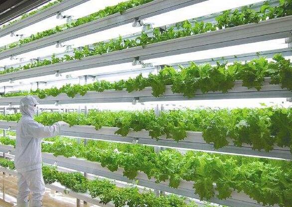 LED植物工厂技术种植蔬菜水果产量远超温室种植