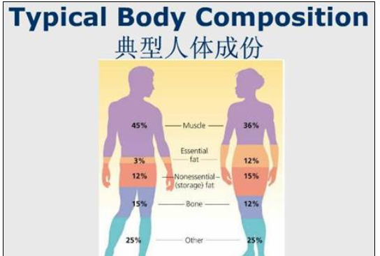 TI AFE4300低成本衡器和人体成份测量模拟前端解决方案