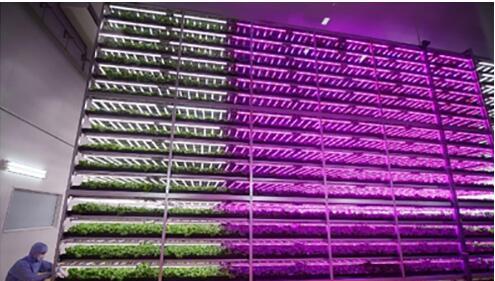 How to Optimize LED Lighting Designs for Indoor Growing