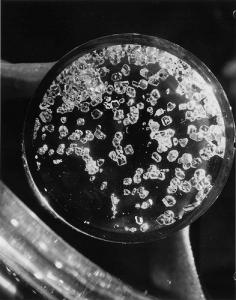 方形、闪闪发光的四氟化氙晶体于1962年在阿贡由John Malm，Henry Selig和Howard Claassen生产。