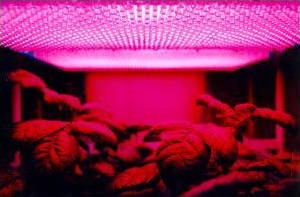 在NASA实验中，LED用于为太空中生长的土豆提供光
