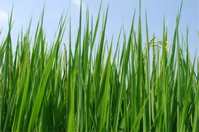 如果植物微生物燃料电池流行起来，像这样的水稻植物可能意味着能量和食物。想了解更多？查看这些替代燃料汽车图片。