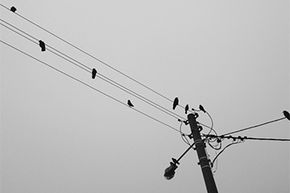 鸟儿栖息在电线上。请注意，有三根电线来自极点。