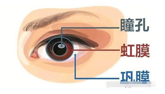 虹膜在眼球中的位置.png