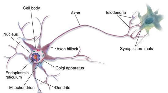 神经元结构 图片来源：维基百科